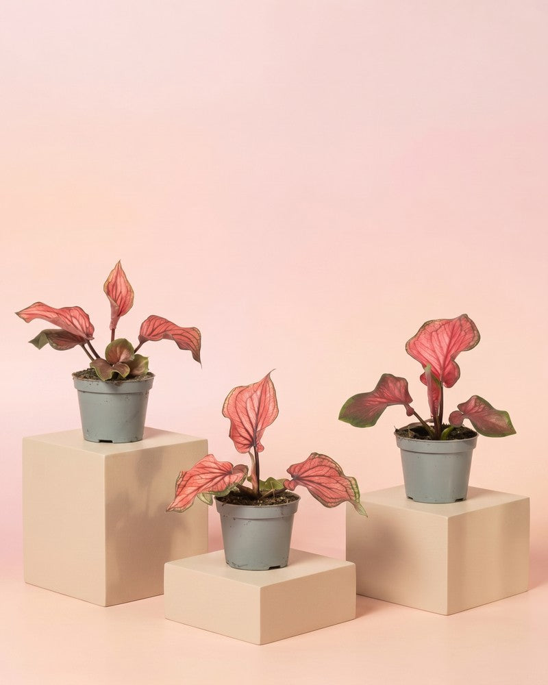 Drei Baby Caladium 'Lucia' in schwarzen Anzuchttöpfen auf hellen Würfel-Podesten vor zartrosa Hintergrund.