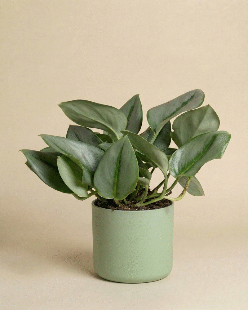 Die Efeutute 'Moonlight', eine grünblättrige Zimmerpflanze mit breiten, schimmernden Blättern, steht in einem matten hellgrünen Topf vor einem einfarbig beigen Hintergrund. Ihre Blätter bilden eine dichte Traube oberhalb des Topfrandes.