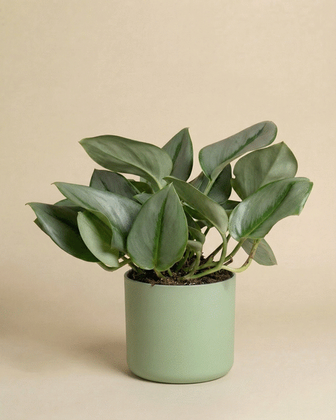 Die Efeutute 'Moonlight', eine grünblättrige Zimmerpflanze mit breiten, schimmernden Blättern, steht in einem matten hellgrünen Topf vor einem einfarbig beigen Hintergrund. Ihre Blätter bilden eine dichte Traube oberhalb des Topfrandes.