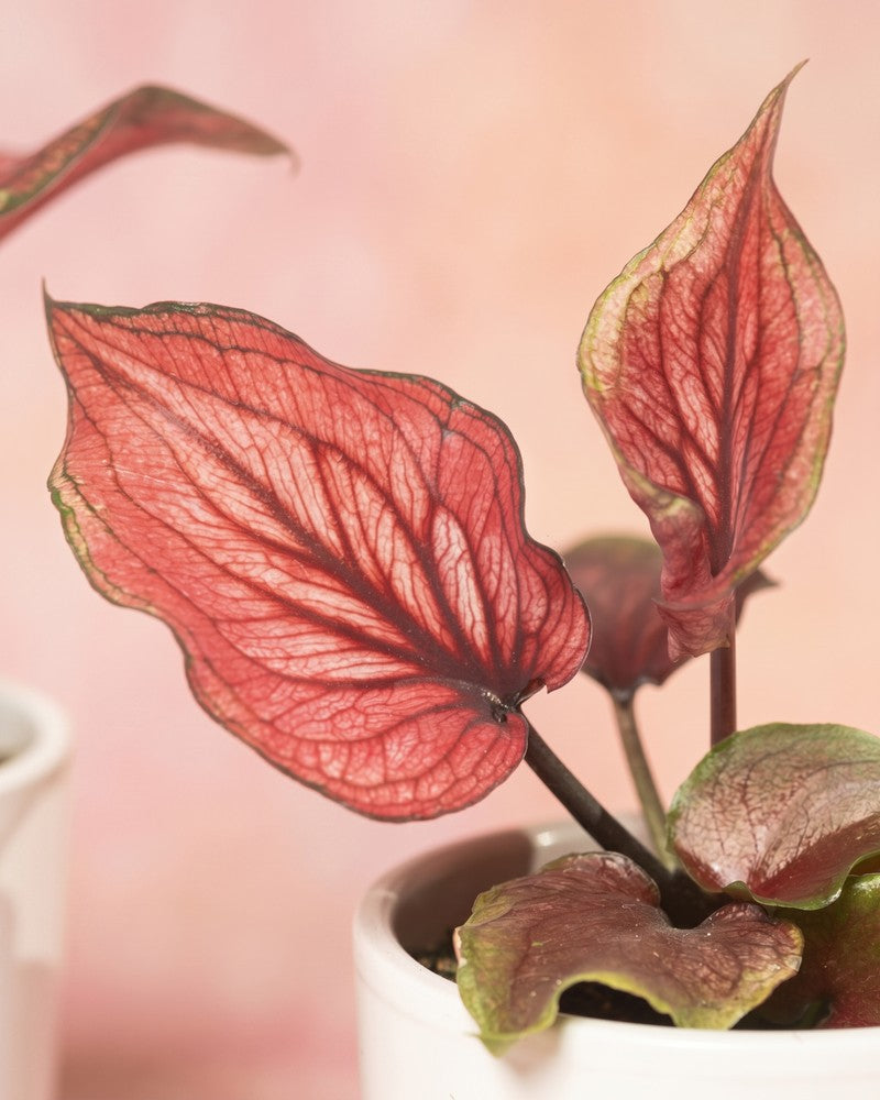 Nahaufnahme eines dunkelroten Caladium 'Lucia' Blattes mit feinen schwarzen Adern und schmalem grünen Rand.