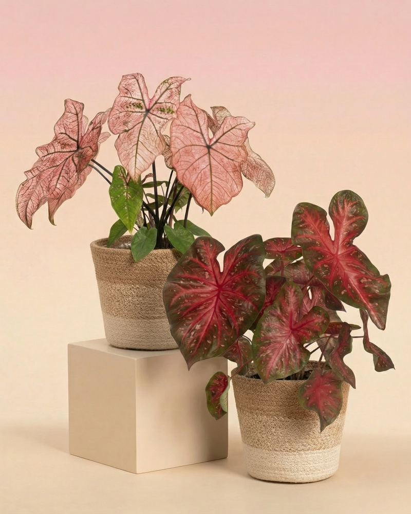 Zwei Caladium Duo Topfpflanzen mit herzförmigen rosa und grünen Blättern stehen auf beigen Blöcken vor einem Hintergrund mit zartem rosa und beigem Farbverlauf.