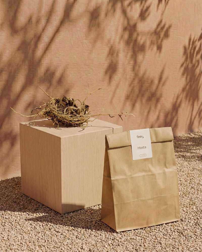 Hosta-Rhizome und feey-Papiertüte auf einem Holzwürfel im warmen Sonnenlicht