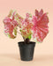 Caladium 'Raspberry Moon' im schwarzen Anzuchttopf vor beigem Hintergrund