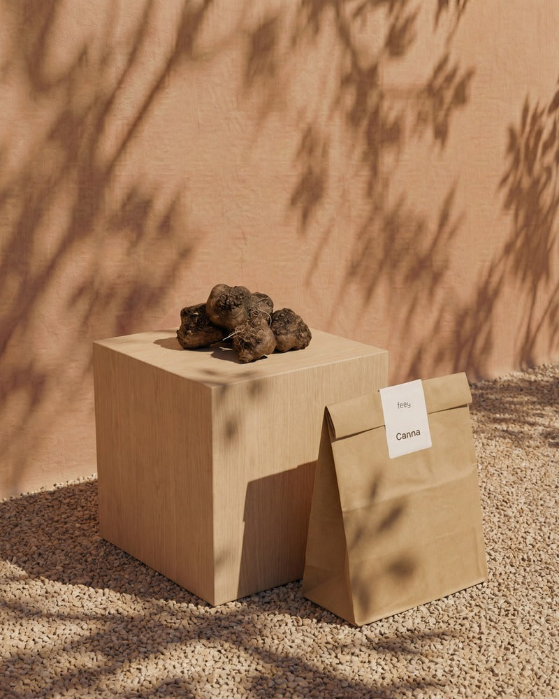 Canna-Knollen und feey-Papiertüte auf einem Holzwürfel im warmen Sonnenlicht