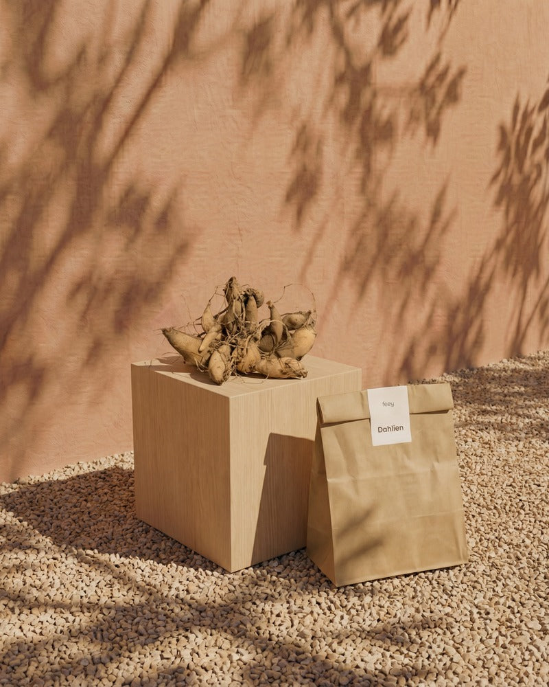 Dahlien-Knollen und feey-Papiertüte auf einem Holzwürfel im warmen Sonnenlicht