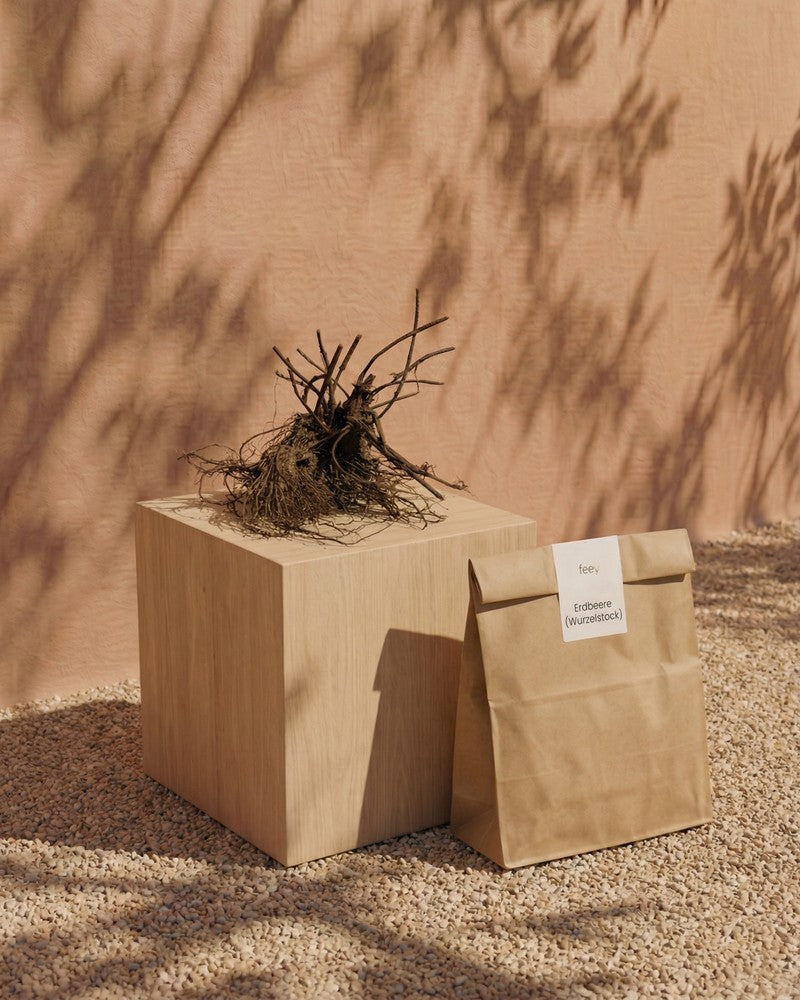 Ein Bündel nackter Wurzeln der Erdbeere (Wurzelstock) liegt auf einem Holzwürfel neben einer braunen Papiertüte mit der Aufschrift 