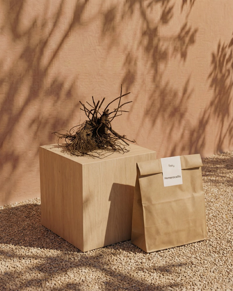 Hemerocallis-Rhizome und feey-Papiertüte auf einem Holzwürfel im warmen Sonnenlicht