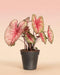 Caladium 'Party Punch' mit rosa-grünen herzförmigen Blättern im schwarzen Anzuchttopf vor zartrosa Hintergrund.