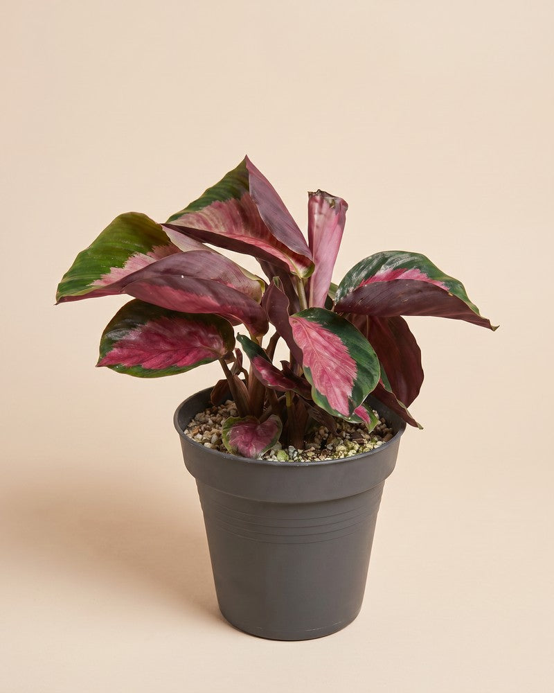 Die Calathea 'Rosy' im dunkelgrauen Anzuchttopf vor beigem Studiohintergrund.