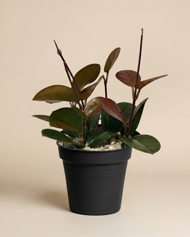 Hoya australis im schwarzen Anzuchttopf vor beigem Hintergrund