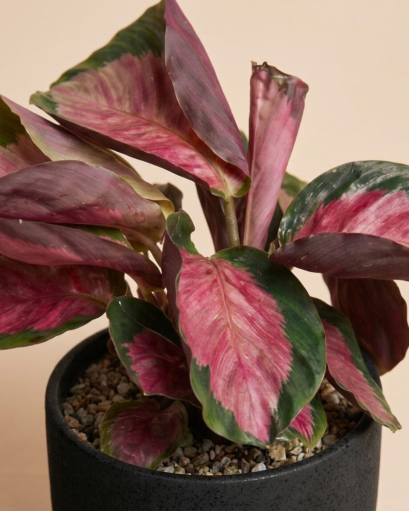 Nahaufnahme der pink-grünen Blätter der Calathea 'Rosy' im schwarzen Steingut-Topf mit hellem Pflanzgranulat.