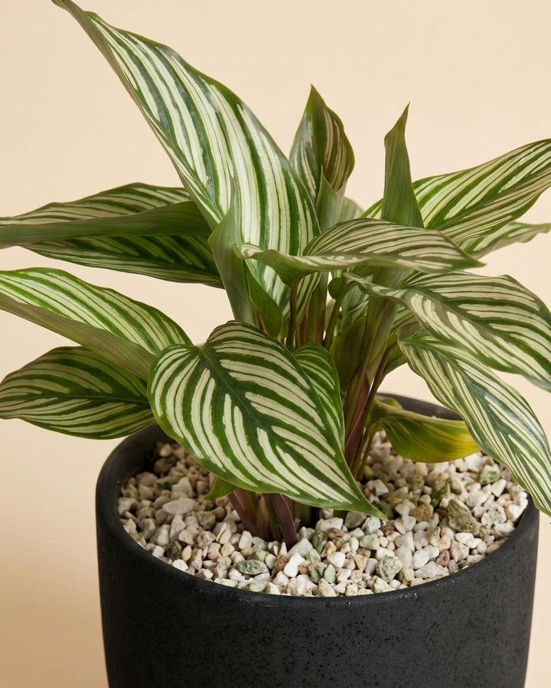 Nahaufnahme der grün-weiss gestreiften Blätter der Calathea vittata im schwarzen Steingut-Topf mit hellem Pflanzgranulat.