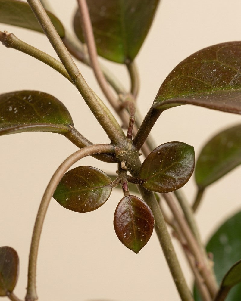 Nahaufnahme der Stängel und Blattknoten einer Hoya australis
