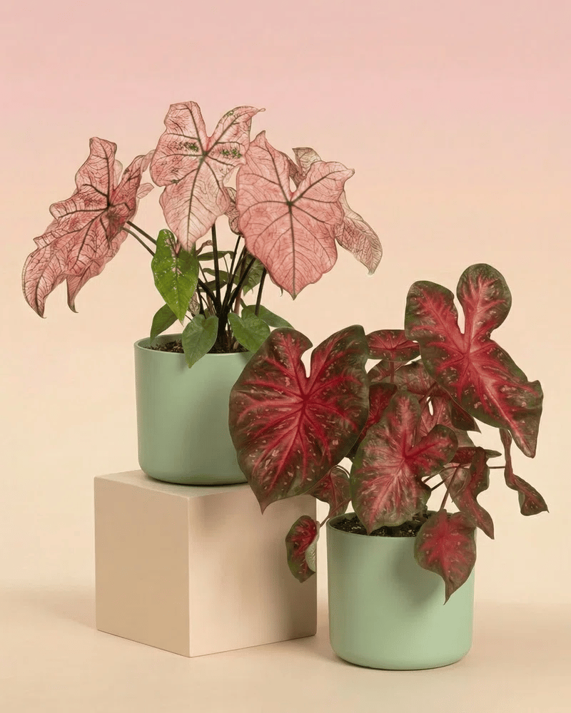 Das Caladium-Duo besteht aus zwei Topfpflanzen, 'Red Flash' und 'Spring Fling', mit leuchtend roten und rosa panaschierten Blättern in hellgrünen Töpfen, die sich von einem rosa-beigen Farbverlauf abheben. Eine davon steht auf einem weißen Block zur Präsentation.