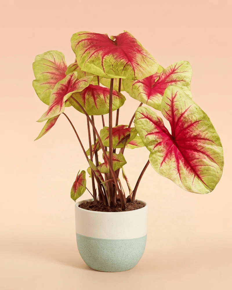 Caladium 'Lemon Blush' im zweifarbigen Variado-Übertopf (Sage und Pink)