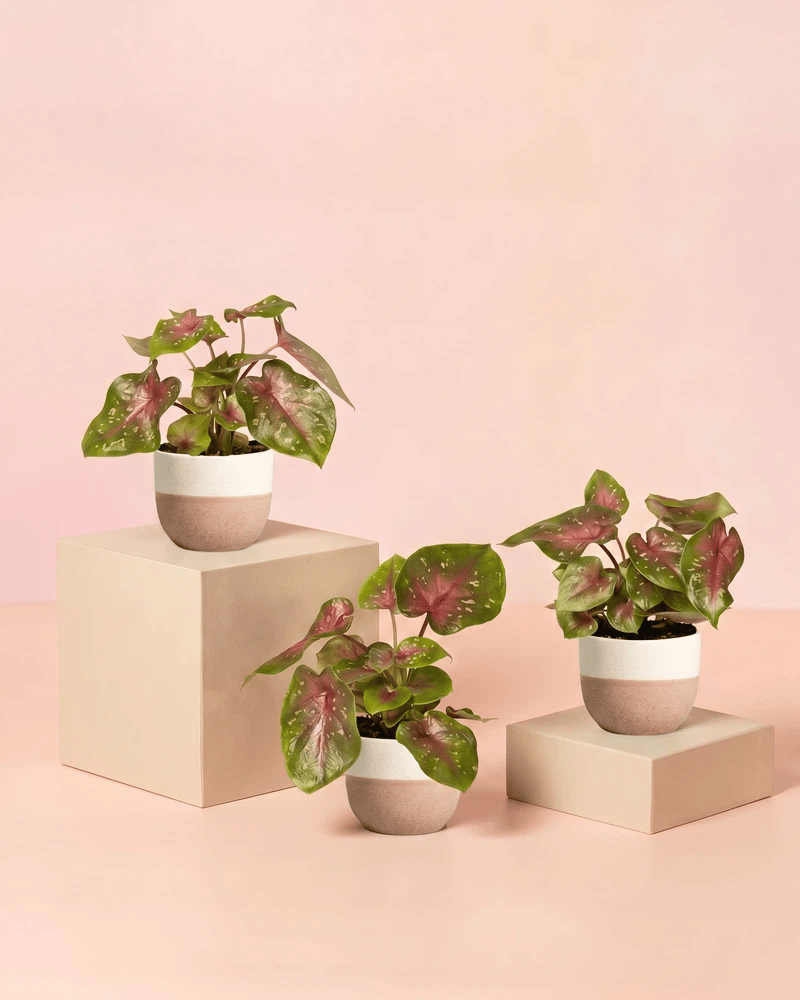 Drei Baby Caladium 'Casey' im Variado-Übertopf in drei zweifarbigen Varianten: cremeweiss-cream, cremeweiss-sand und cremeweiss-salbei.