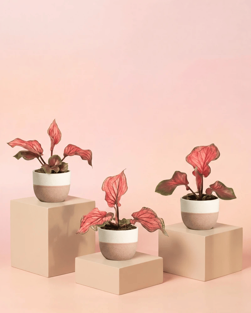 Drei Baby Caladium 'Lucia' im Variado-Übertopf in zwei zweifarbigen Varianten: cremeweiss und salbei-cremeweiss.