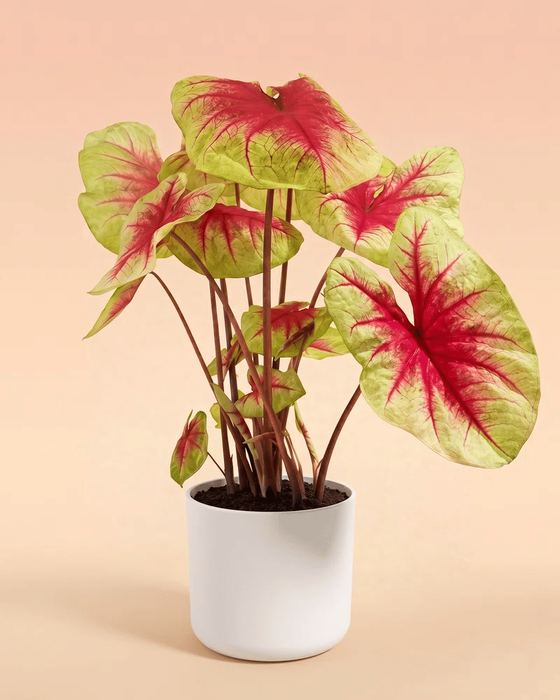 Caladium 'Lemon Blush' im einfarbigen Direito-Übertopf (Weiss und Anthrazit)