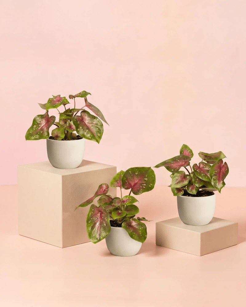 Drei Baby Caladium 'Casey' im keramischen Direito-Übertopf in zwei Farbvarianten: Cremeweiss und Anthrazit.