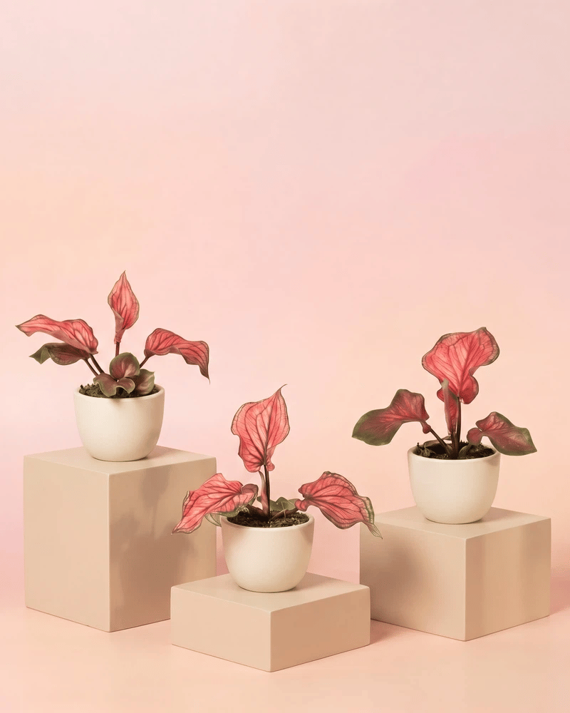 Drei Baby Caladium 'Lucia' im keramischen Direito-Übertopf in zwei Farbvarianten: Cremeweiss und Anthrazit.