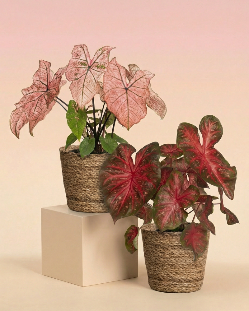 Das Caladium Duo besteht aus herzförmigen, rosafarbenen und rot panaschierten Blättern in natürlichen Töpfen in Zwillingsverpackung, die auf einem neutralen Block mit rosafarbenem Farbverlauf stehen.