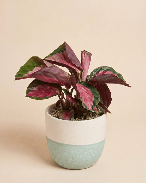 Die Calathea 'Rosy' im Variado-Übertopf in drei zweifarbigen Varianten: Weiss-Sage, Weiss-Terrakotta und Sage-Cremeweiss.
