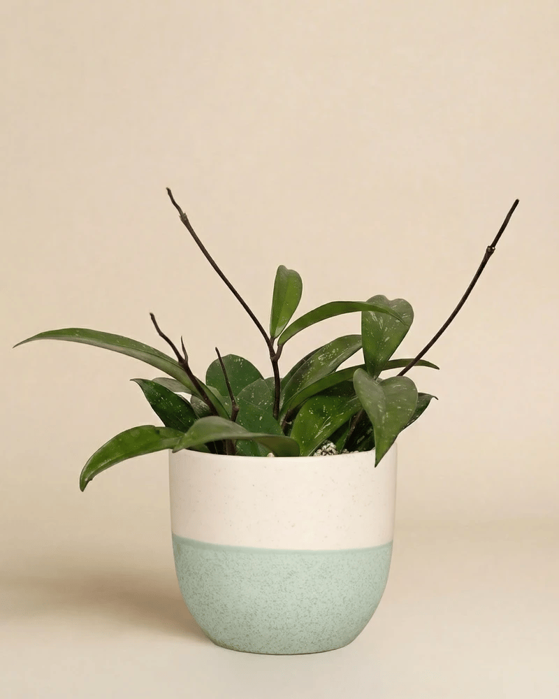 Hoya pubicalyx im Variado-Übertopf in verschiedenen Farben