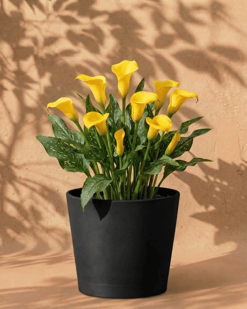 Gelbe Calla im anthrazitfarbenen Venice-Übertopf vor einer warmen Sandsteinwand