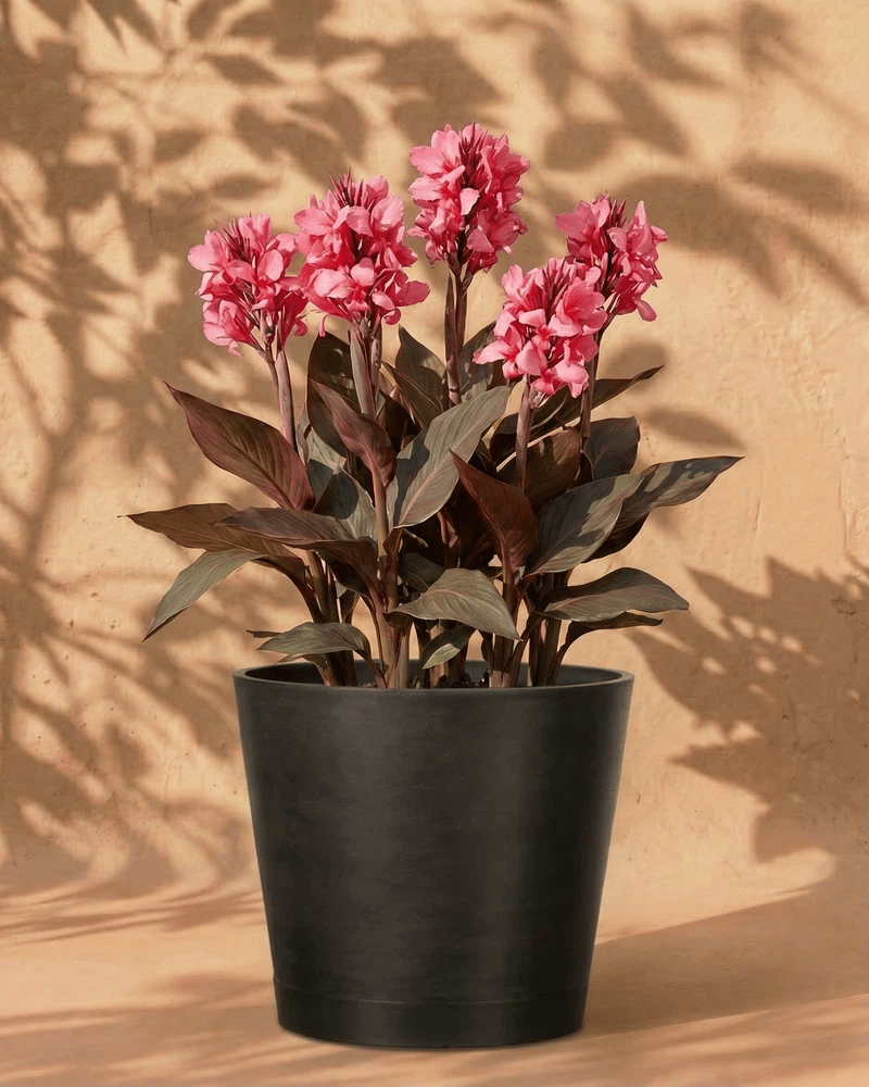 Pinke Canna im anthrazitfarbenen Venice-Übertopf vor einer warmen Sandsteinwand