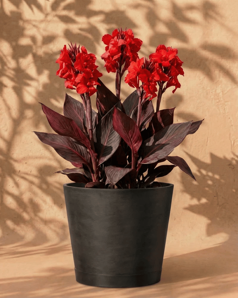 Rote Canna im anthrazitfarbenen Venice-Übertopf vor einer warmen Sandsteinwand