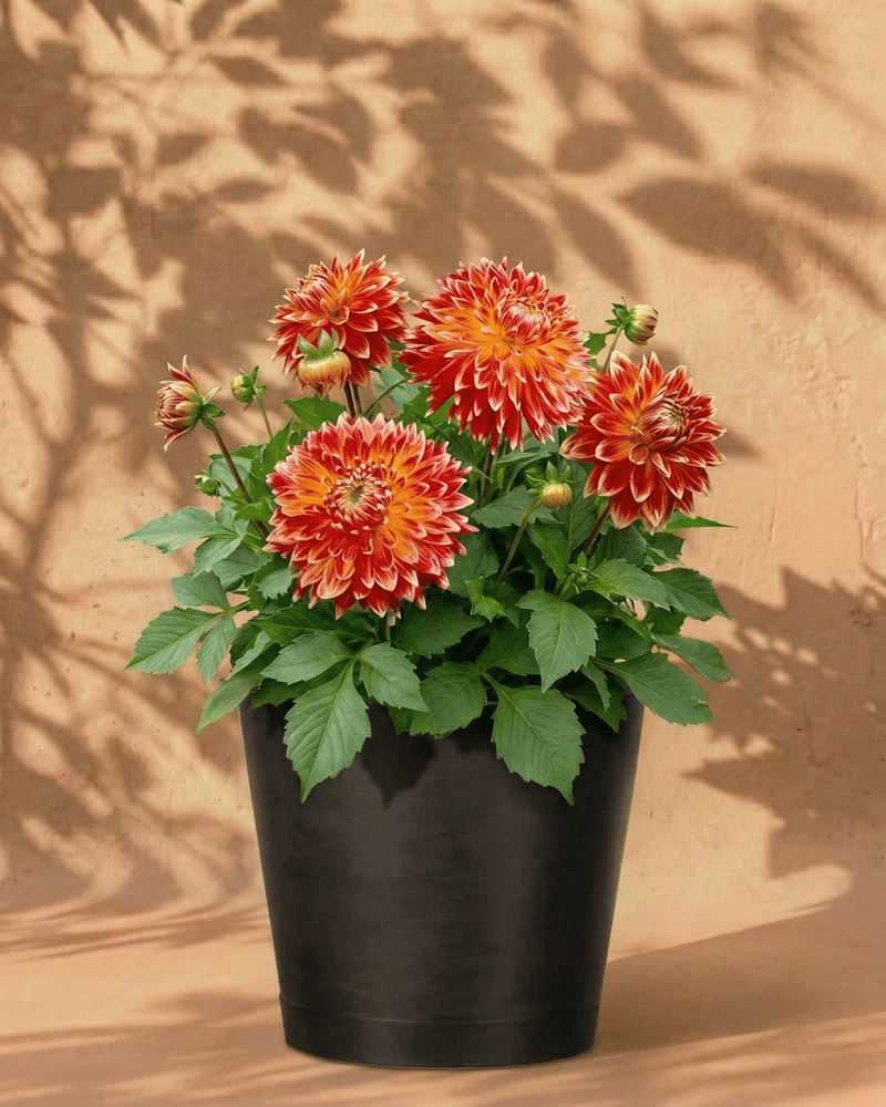 Orange-rote Dahlie im anthrazitfarbenen Venice-Übertopf vor einer warmen Sandsteinwand