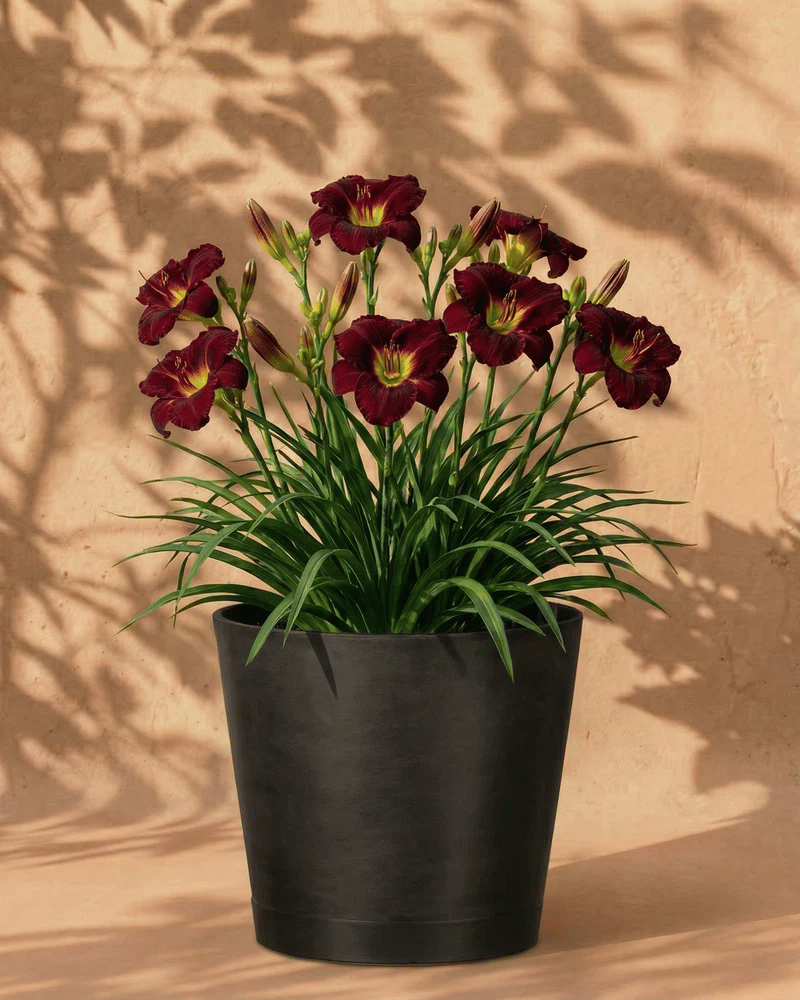 Weinrote Hemerocallis im anthrazitfarbenen Venice-Übertopf vor einer warmen Sandsteinwand