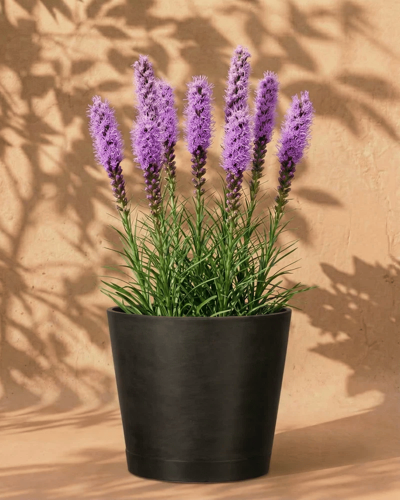 Violette Prachtscharte in verschiedenen Venice-Übertöpfen ohne Untersetzer auf sandfarbenem Hintergrund