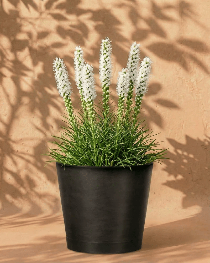 Weisse Prachtscharte im anthrazitfarbenen Venice-Übertopf vor einer warmen Sandsteinwand