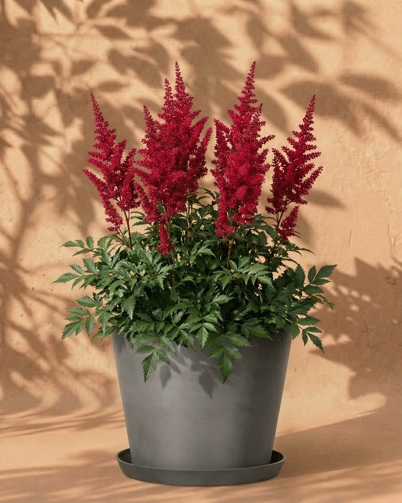 Pinke Astilbe im dunkelgrauen Amsterdam-Übertopf mit Untersetzer vor warmer Wand