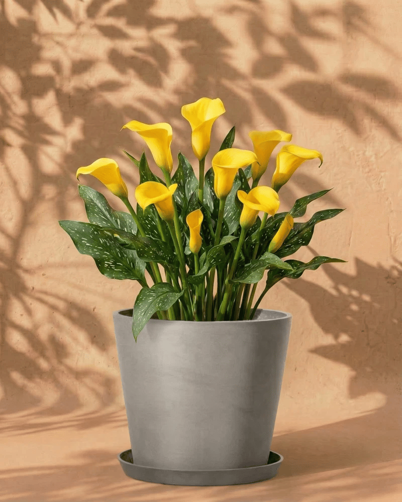 Gelbe Calla im dunkelgrauen Amsterdam-Übertopf mit Untersetzer vor warmer Wand