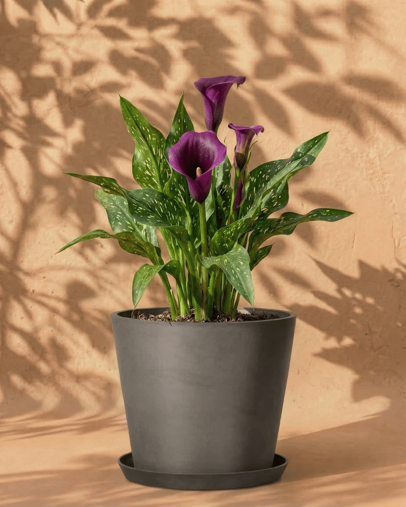 Violette Calla im dunkelgrauen Amsterdam-Übertopf mit Untersetzer vor warmer Wand