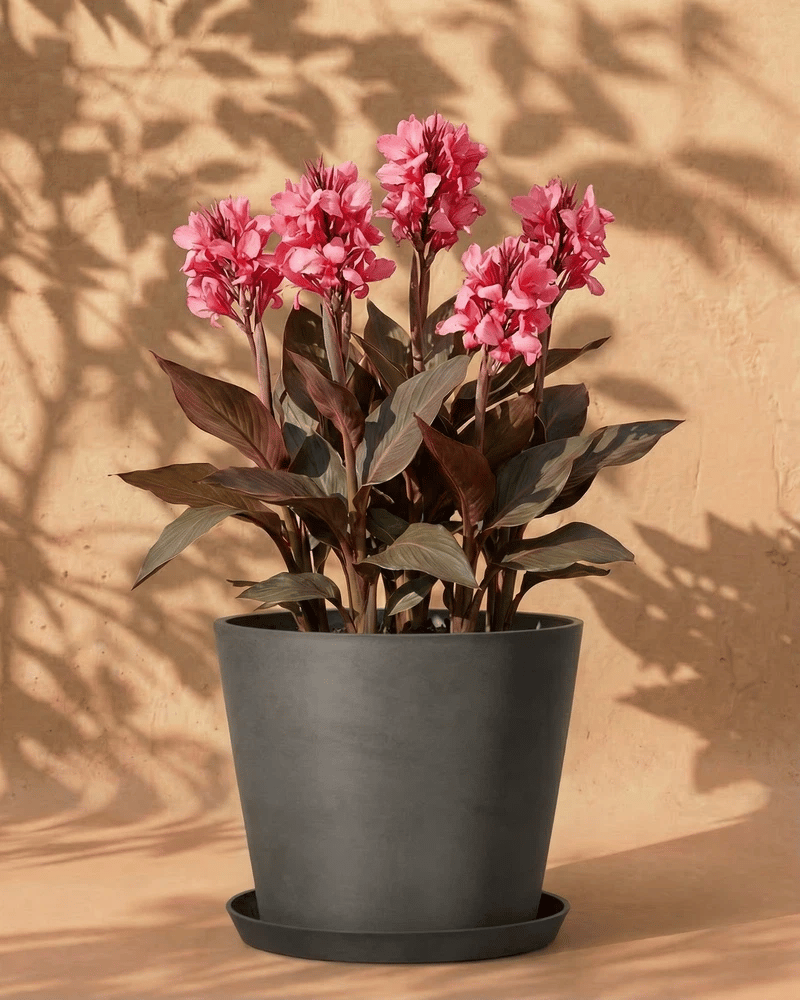 Pinke Canna im dunkelgrauen Amsterdam-Übertopf mit Untersetzer vor warmer Wand