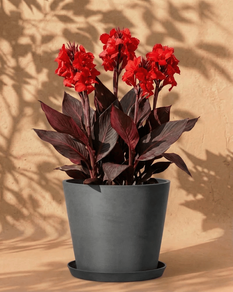 Rote Canna im dunkelgrauen Amsterdam-Übertopf mit Untersetzer vor warmer Wand