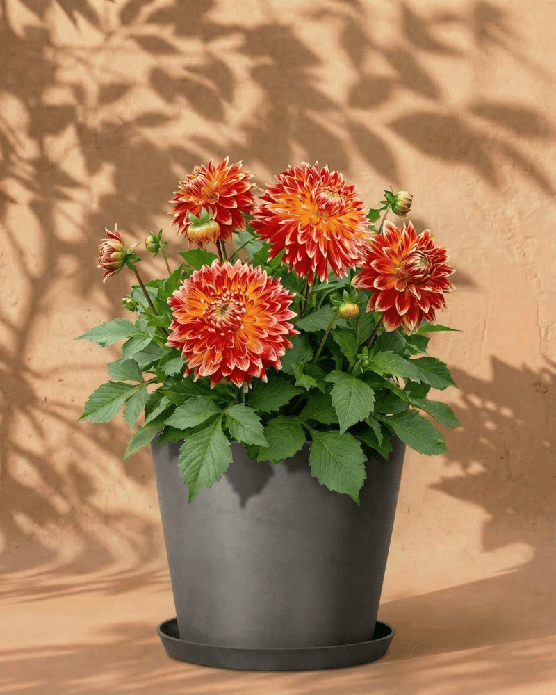 Orange-rote Dahlie im dunkelgrauen Amsterdam-Übertopf mit Untersetzer vor warmer Wand