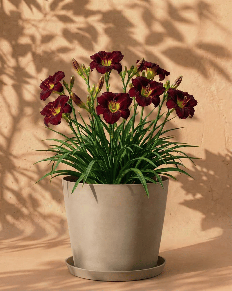 Weinrote Hemerocallis im beigen Amsterdam-Übertopf mit Untersetzer vor warmer Wand