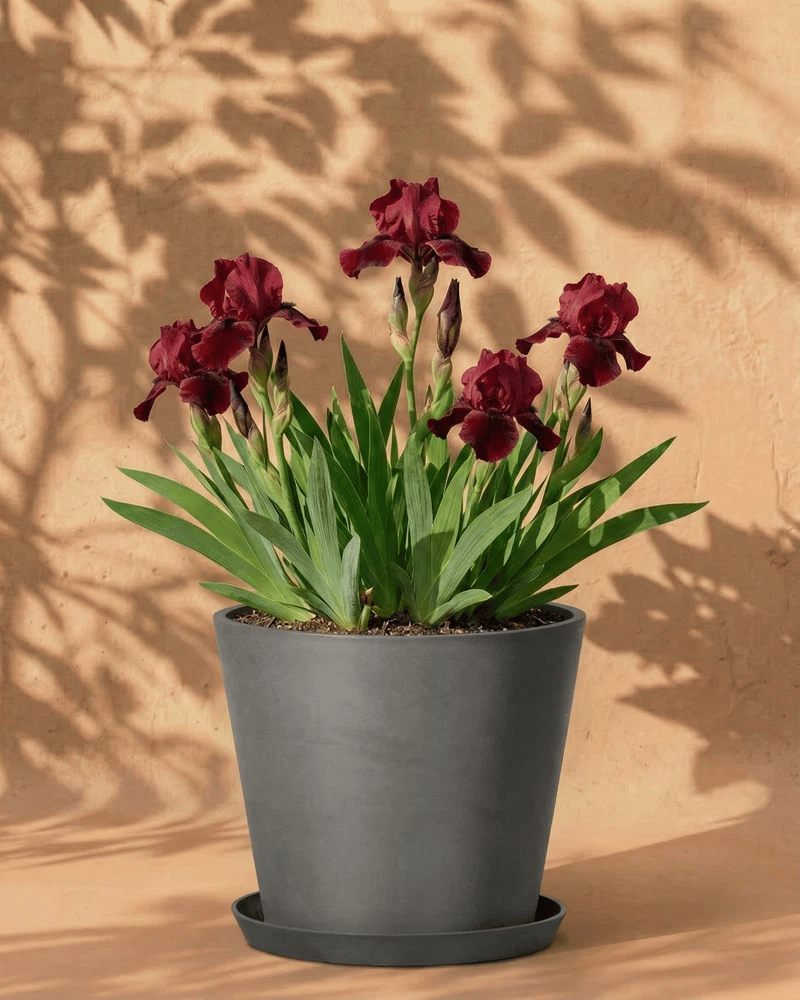 Rote Iris im dunkelgrauen Amsterdam-Übertopf mit Untersetzer vor warmer Wand