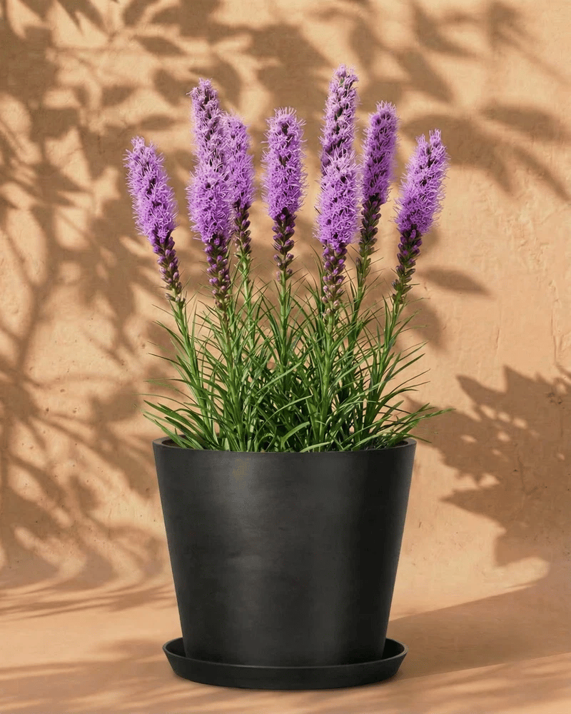 Violette Prachtscharte in verschiedenen Amsterdam-Übertöpfen mit Untersetzer auf sandfarbenem Hintergrund