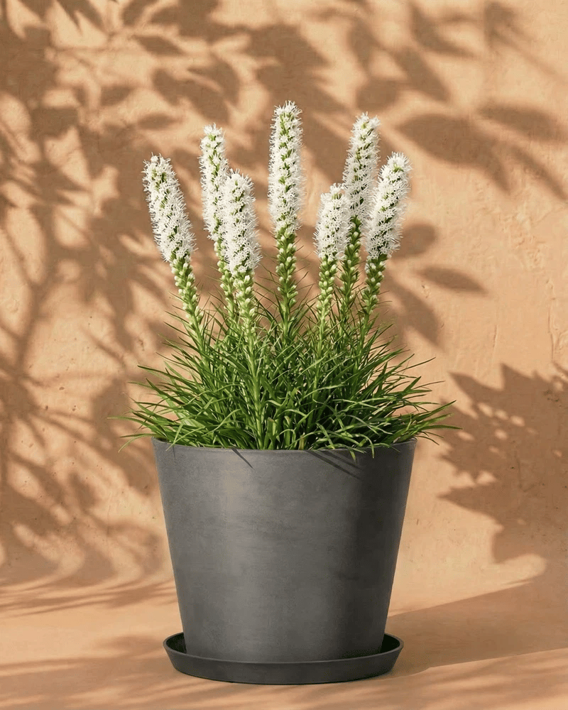 Weisse Prachtscharte im dunkelgrauen Amsterdam-Übertopf mit Untersetzer vor warmer Wand