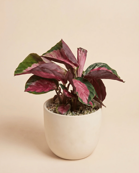 Die Calathea 'Rosy' im Direito-Übertopf aus strukturierter Keramik in zwei Farben: Cremeweiss und Anthrazit.