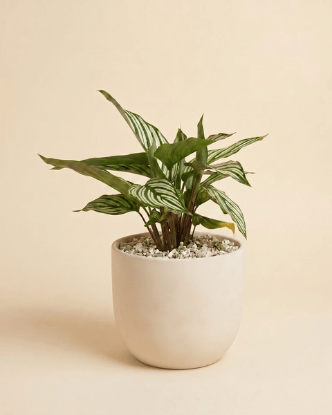 Die Calathea vittata im Direito-Übertopf aus strukturierter Keramik in zwei Farben: Cremeweiss und Anthrazit.