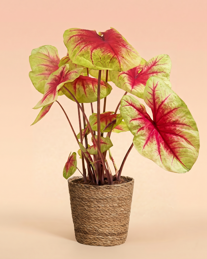 Caladium 'Lemon Blush' im geflochtenen Jute-Übertopf Lapis