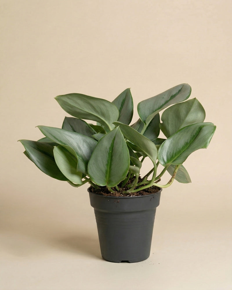 Eine getopfte Efeutute 'Moonlight' Zimmerpflanze mit breiten, schimmernden Blättern in einem schwarzen Plastiktopf, vor einem schlichten beigen Hintergrund.