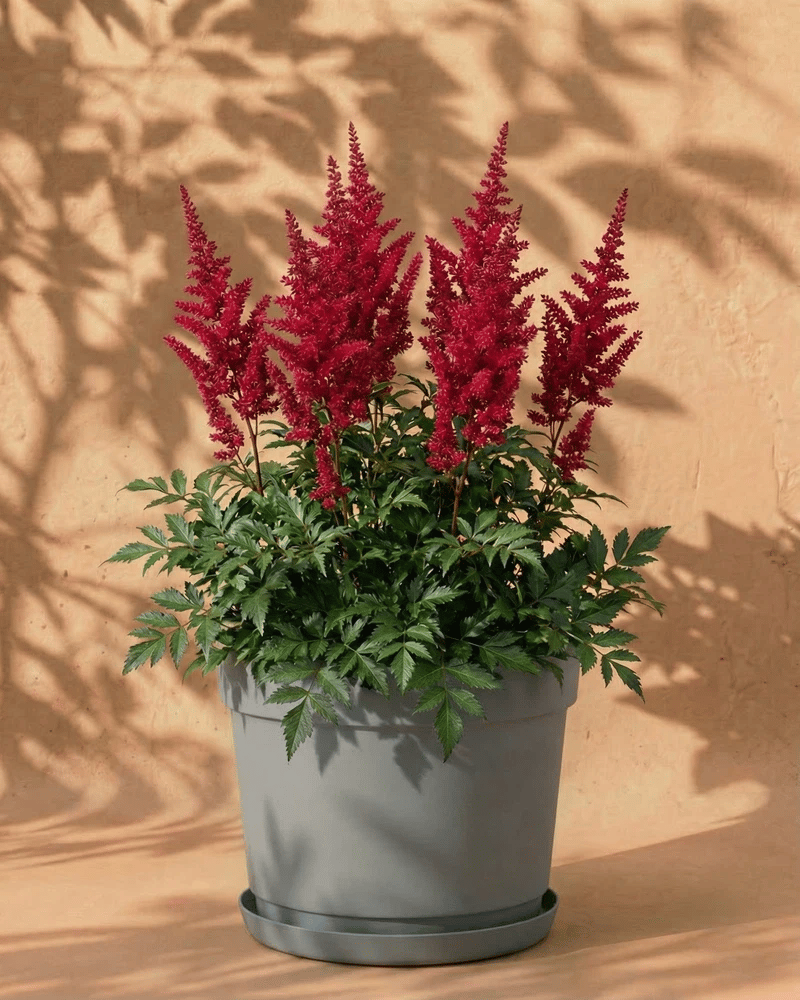 Pinke Astilbe im grauen Bloom-Übertopf mit dekorativem Band und Untersetzer