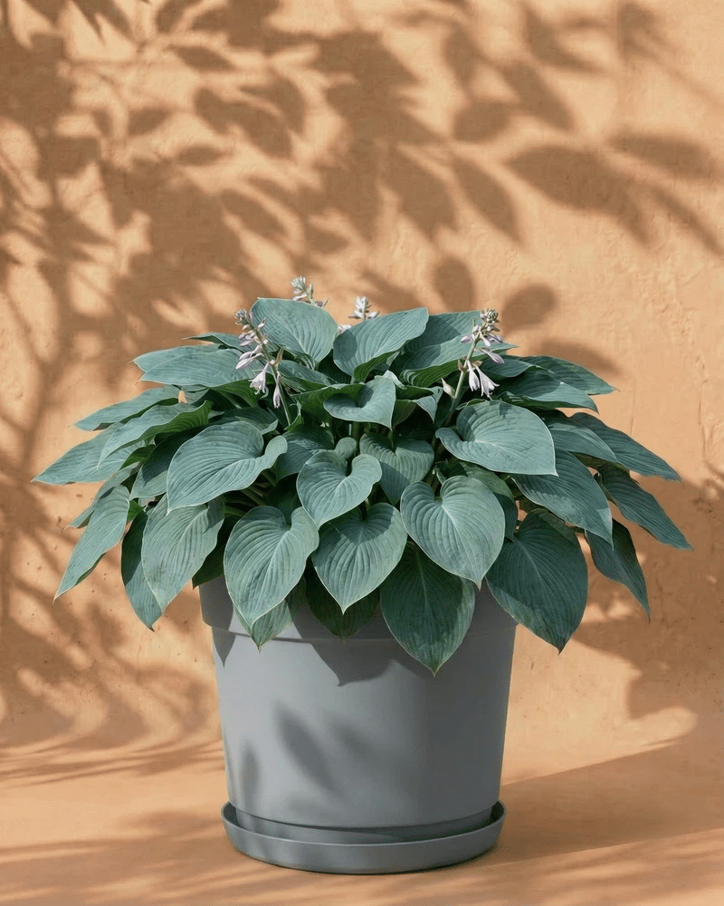Blaue Hosta im grauen Bloom-Übertopf mit dekorativem Band und Untersetzer